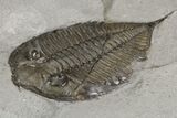 Dalmanites Trilobite Fossil - New York #99026-5